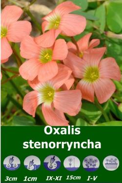 Lukovice: Oxalis stenorryncha